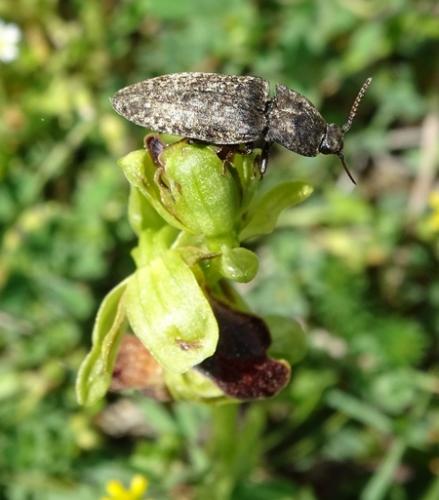 Réf. 183 066 : Agrypnus murinus